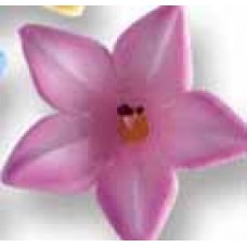 Lilly pink